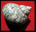 turbinidae
